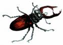 Lucane cerf-volant - Dessin de Jean-Claude Crosson, extrait de Inventaire de la faune de France, Nathan-MNHN, Paris, 1992.